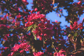 flowers-nature-blossoms-branches-royalty-free-thumbnail.jpg