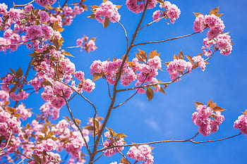 flowers-nature-blossoms-branches-twigs-leaves-royalty-free-thumbnail.jpg