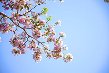 flowers-nature-pink-blossoms-royalty-free-thumbnail.jpg