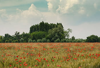 flowers-trees-plant-cloud-blue-sky-royalty-free-thumbnail.jpg