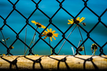 flower-sunflower-garden-plant-royalty-free-thumbnail.jpg