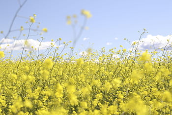 flower-yellow-petal-bloom-royalty-free-thumbnail.jpg