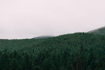 forest-trees-woods-landscape-royalty-free-thumbnail.jpg