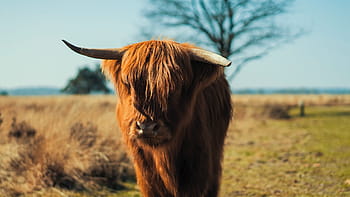 fur-horn-brown-calf-royalty-free-thumbnail.jpg