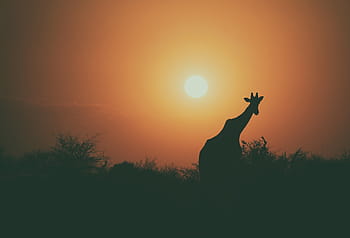 giraffe-animal-wildlife-tree-royalty-free-thumbnail.jpg