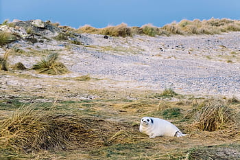 grass-coast-sea-lion-animal-marine-royalty-free-thumbnail.jpg