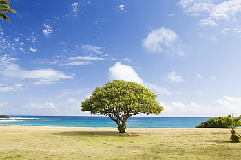 grass-trees-blue-sky-sunshine-summer-royalty-free-thumbnail.jpg
