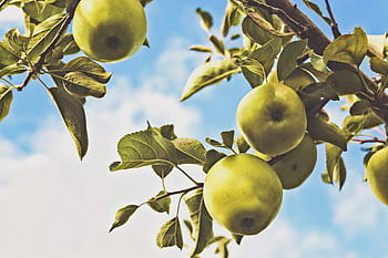 green-apples-trees-leaves-sky-sunshine-royalty-free-thumbnail.jpg