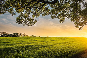 green-field-crops-agriculture-royalty-free-thumbnail(2).jpg