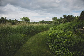 green-field-path-trees-grass-sky-royalty-free-thumbnail.jpg