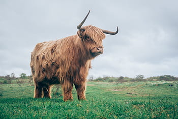 green-grass-lawn-horn-animal-cattle-royalty-free-thumbnail.jpg