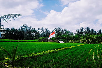 green-grass-paddies-indonesian-royalty-free-thumbnail.jpg