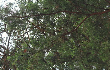 green-leaf-trees-plant-royalty-free-thumbnail.jpg