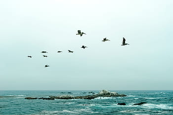green-ocean-sky-pelicans-royalty-free-thumbnail.jpg