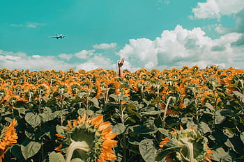 hand-sunflower-field-summer-royalty-free-thumbnail.jpg