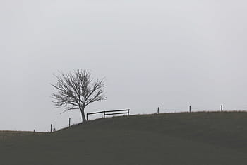 highland-landscape-tree-plant-royalty-free-thumbnail.jpg