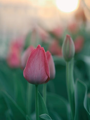 flowers-nature-blossoms-branches-bed-field-royalty-free-thumbnail.jpg