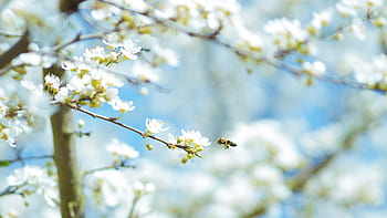 flowers-nature-blossoms-field-bed-white-royalty-free-thumbnail.jpg