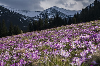 flower-violet-petal-bloom-royalty-free-thumbnail.jpg