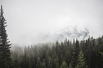 forest-mountain-trees-pine-royalty-free-thumbnail.jpg