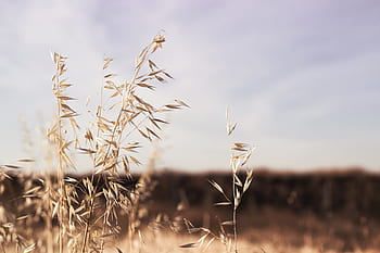 grass-blur-outdoor-nature-plant-sky-royalty-free-thumbnail.jpg