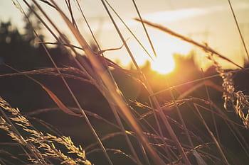 grass-bokeh-sunlight-sunshine-sunrise-sky-royalty-free-thumbnail.jpg