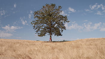 grass-fields-tree-boy-royalty-free-thumbnail.jpg