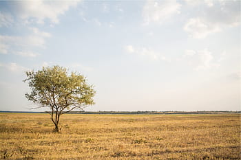 grass-fields-tree-rural-royalty-free-thumbnail.jpg
