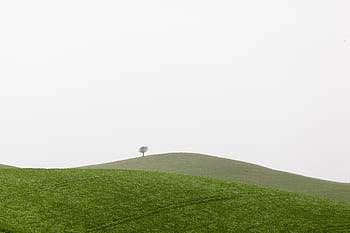 grassland-highland-tree-plant-landscape-green-royalty-free-thumbnail.jpg