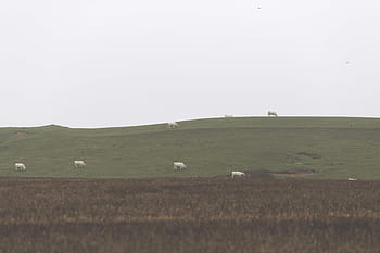 grassland-highland-landscape-grass-royalty-free-thumbnail.jpg