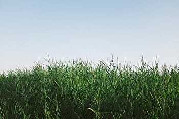 grass-nature-crops-clouds-royalty-free-thumbnail.jpg