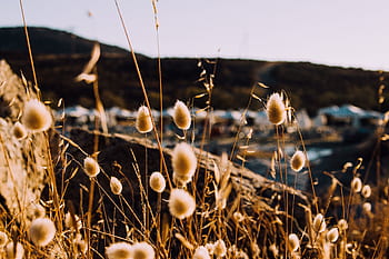 grass-outdoor-blur-coast-rock-mountain-royalty-free-thumbnail.jpg