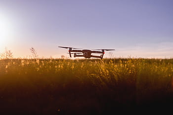 green-grass-field-farm-flowers-horizon-royalty-free-thumbnail.jpg