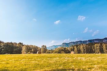 green-grass-field-hay-trees-plants-royalty-free-thumbnail.jpg