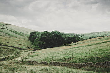 green-grass-field-trees-rural-countryside-royalty-free-thumbnail.jpg