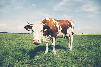 green-grass-lawn-field-farm-cow-royalty-free-thumbnail.jpg