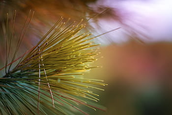 green-grass-tree-plant-royalty-free-thumbnail(1).jpg