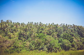 green-grass-trees-palm-trees-royalty-free-thumbnail.jpg