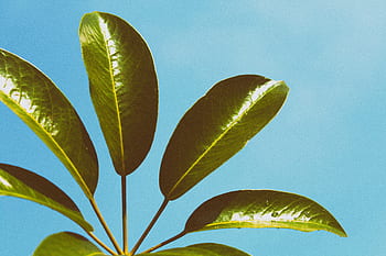 green-leaf-plant-blue-sky-royalty-free-thumbnail.jpg