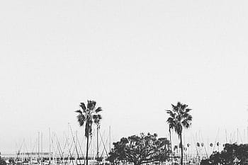 harbor-boats-sailboats-palm-trees-royalty-free-thumbnail.jpg